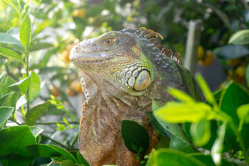 Green Iguana in a Lush Tropical Environment
