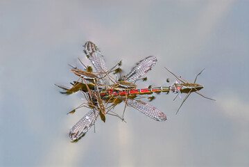 A group of Common Pond Striders, Gerris lacustris, devouring a large red damselfly, Pyrrhosoma nymphula, fallen in water, a natural ecological process, Germany
