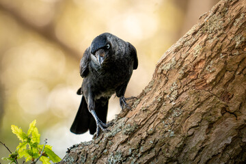 Jackdaw on a tree