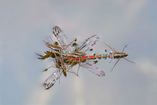 A group of Common Pond Striders, Gerris lacustris, devouring a large red damselfly, Pyrrhosoma nymphula, fallen in water, a natural ecological process, Germany