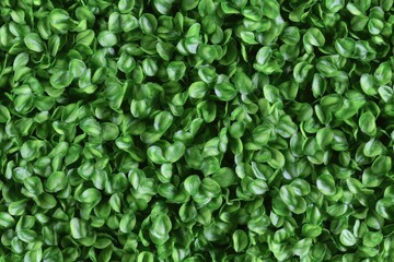 Obraz premium Close-up view of densely packed small, vibrant green leaves. Detailed texture