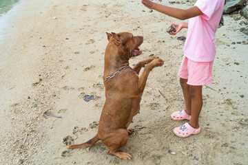Pitbull dogs exercise on the beach near Patong.