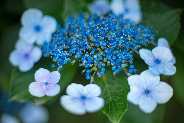青いアジサイの花のアップ