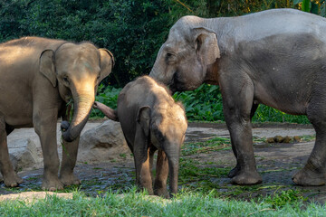 elephants in the zoo