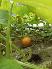 Young Yellow Pumpkin Growing on Rooftop Surface, Photograph of a small, young yellow pumpkin...