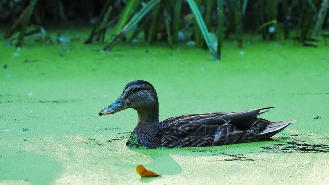 duck on a pond in green algae, live sound