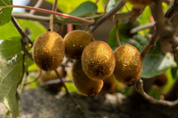 Actinidia chinensis or deliciosa fruit, green kiwifruit, fuzzy kiwifruit. Kiwi leaves, Actinidia scion, green leaves with rain drops on sunny day. How kiwi grows.