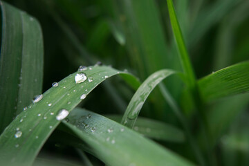 Garden long leaves with rain drops close up view, macro shot of nature