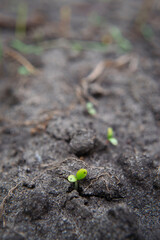 Flower seedling in soil close up view, macro gardening, blurred background 