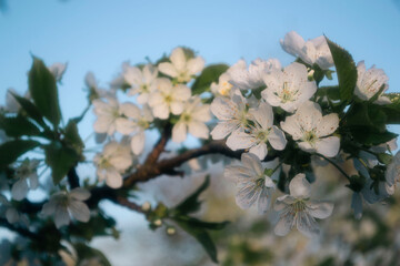 Spring blooming branch of bird cherry with white flowers on blue sky background