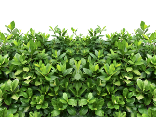 A dense hedge of green foliage, symbolizing nature, eco-friendliness, and landscaping design.
