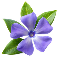 Fototapeta premium Poppy flower isolated on white background