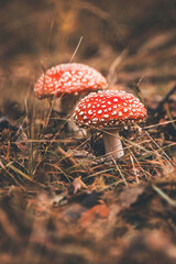 amanita muscaria fly agaric mushroom in the alpine woods in october