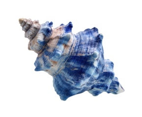 Colorful seashell with intricate patterns for coastal decor, cut out transparent