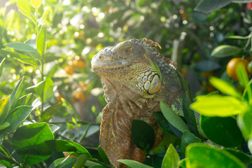 Close up Green Iguana in a Lush Tropical Environment