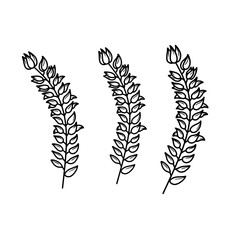 Hand drawn wheat stalks vector illustration. Black and white doodle image for clip art. Organic wheat ears hand drawn Icon