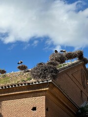 Colonie de Cigognes sur l'&eacute;glise San Miguel &agrave; Alfaro