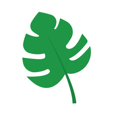 monstera leaves. tropical and summer plant