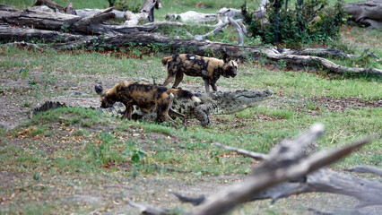 Wild dogs investigating a crocodile
