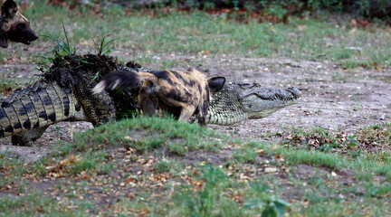 Wild dogs investigating a crocodile