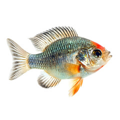 Fototapeta premium Colorful aquarium fish isolated on black background