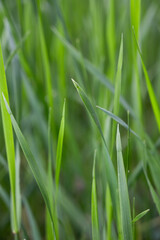 Natural homogeneous background. Fresh green grass