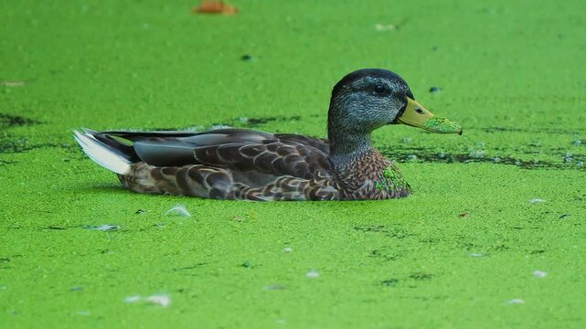 duck on a pond in green algae, live sound