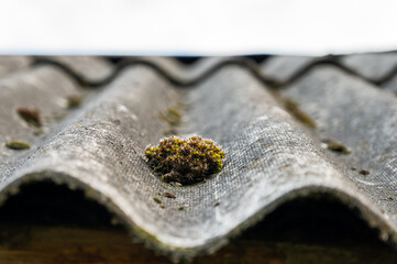 Close-up of the slate roof with moss
