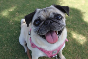 Lively Latina bonding with pug in park  
