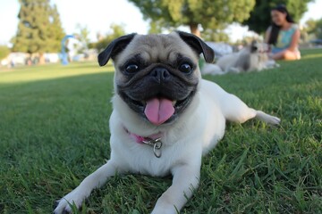 Young Latina walking pug in sunny park  
