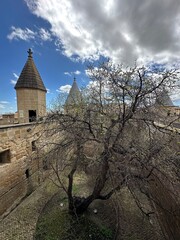 Cour avec un arbre centenaire au coeur du Palais Royal d'Olite