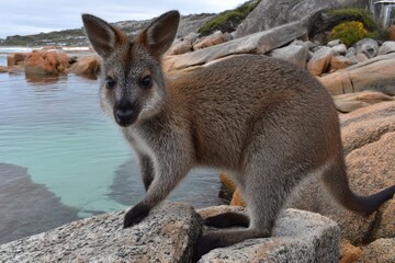 Naklejka premium Wild wallaby exploring rocky shore near calm water in a coastal setting during daytime