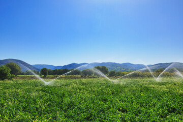 Automated sprinkler irrigation system watering green farmland under clear summer sky in rural valley