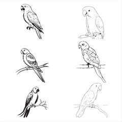 Group parrot vector design