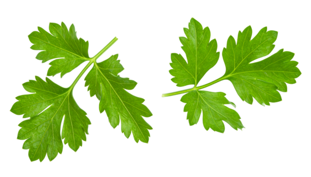 Two chervil leaves rotating on transparent background