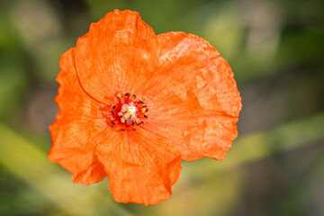kleine Mohnblume