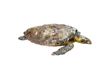 A brown tortoise, a slow reptile with a detailed shell, is isolated in a closeup against a white...