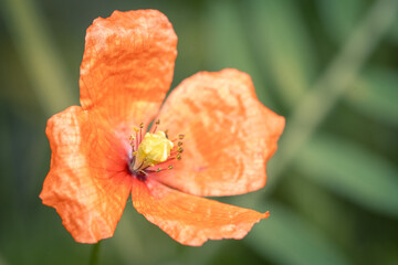 kleine Mohnblume