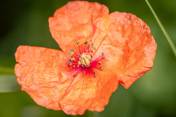 kleine Mohnblume
