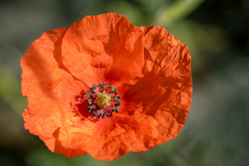 kleine Mohnblume