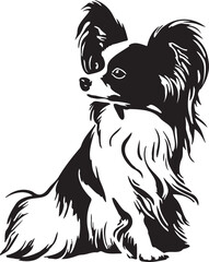 black and white papillon dog