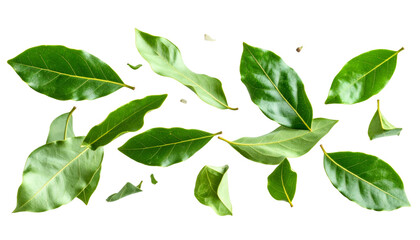 Obraz premium Bay leaves fragments fluttering isolated on transparent background