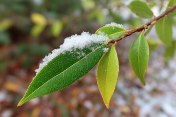 Fototapeta premium Fresh green leaves dusted with light snow in a serene winter garden setting during a gentle snowfall
