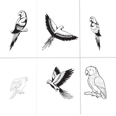 Group parrot vector design