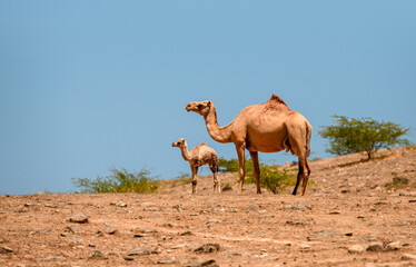 Mother camel with baby camel in Nature
