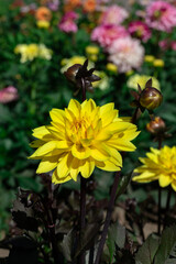 Bright Yellow Dahlia Flower Blooming in a Vibrant Garden
