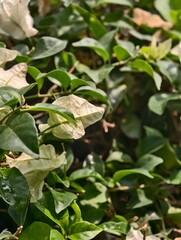 Close-Up View of Bougainvillea Flowers Among Lush Green Leaves in Natural Outdoor Setting with Soft Focus Effect