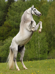 Beautiful white wild horse rearing up in nature background