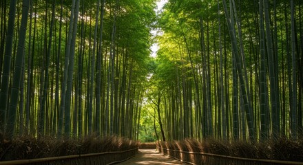 Serene Bamboo Forest Path A Tranquil Escape into Nature