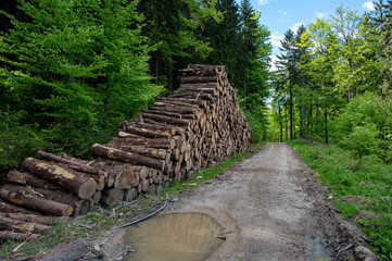 Mountain hiking trail winding through valley with stacked and cut tree trunks along the path, showing nature and human activity in harmony.